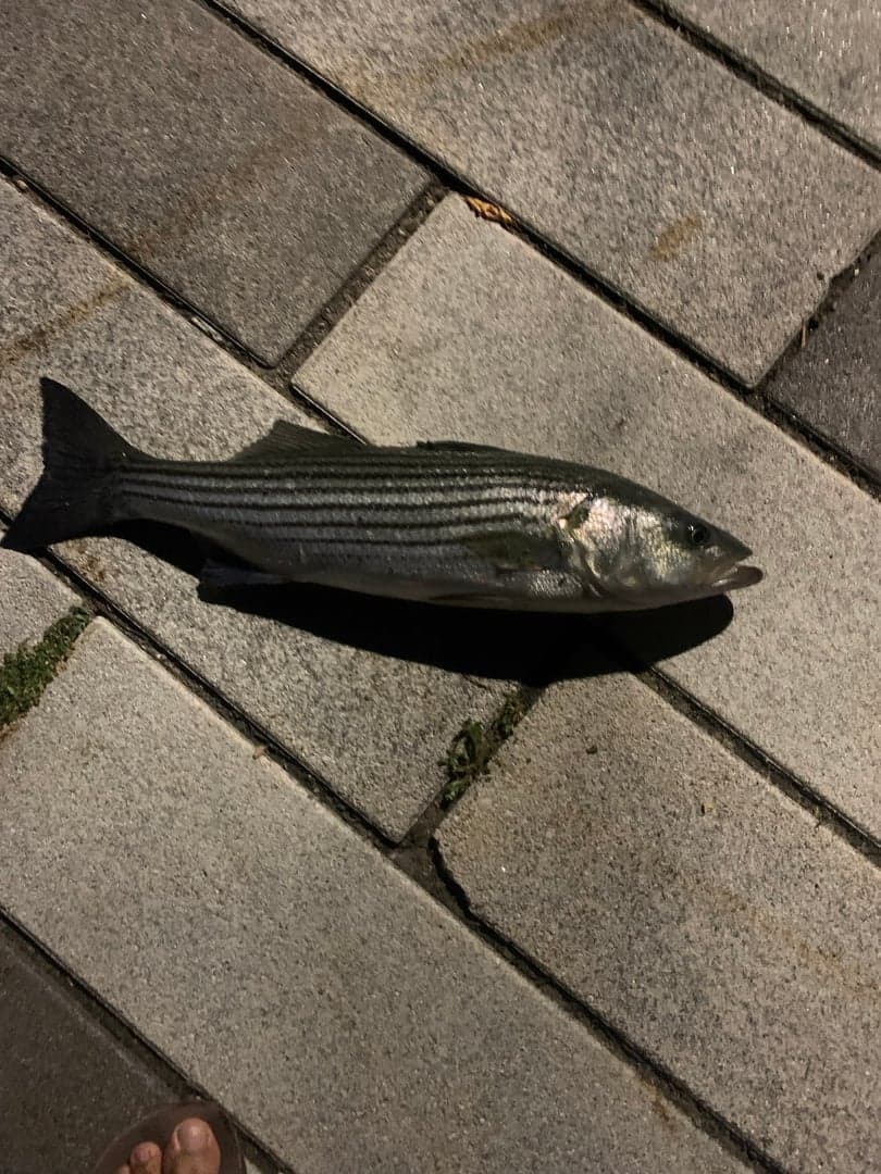 Striped Bass caught by Captain Erich, August 2025