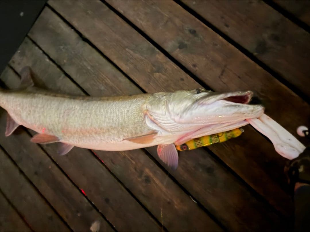 Muskellunge caught by Captain Erich, October 2026