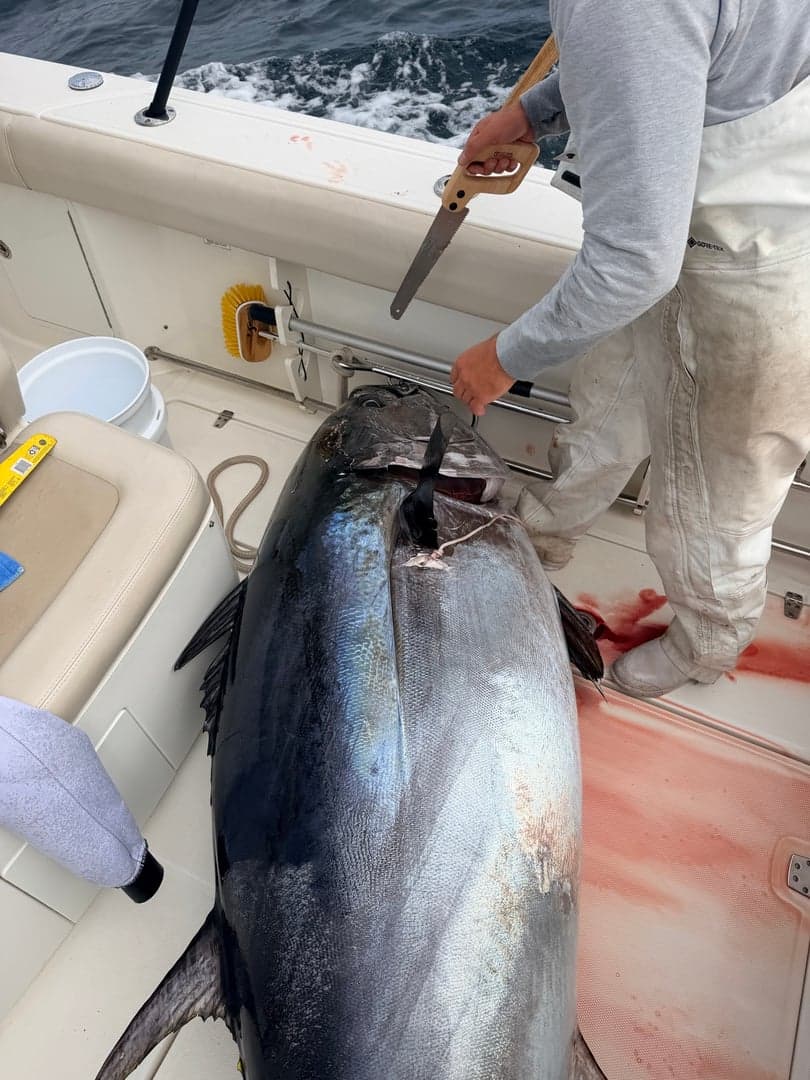 Atlantic Bluefin Tuna caught by Kristopher Meola, October 2026