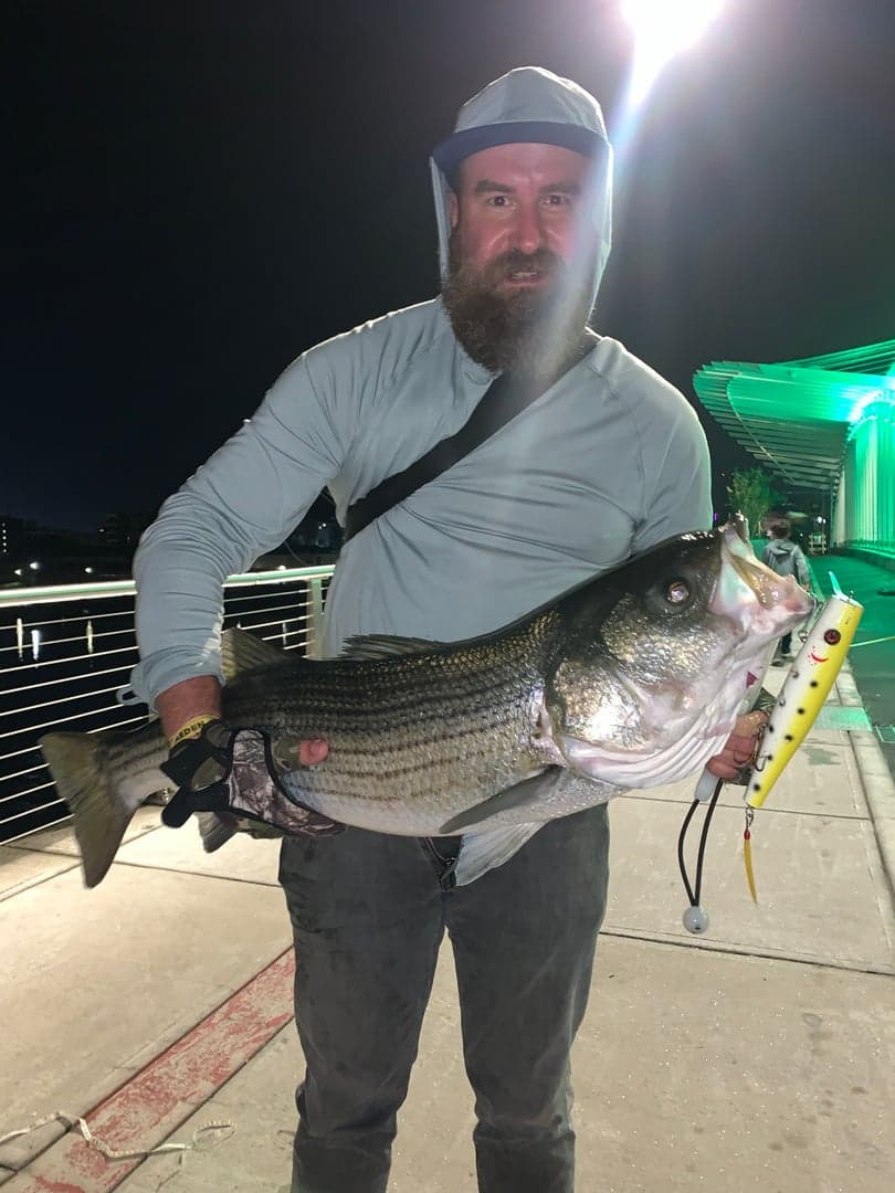 Striped Bass caught by Captain Erich, June 2025