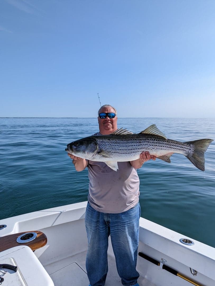 Striped Bass caught by Daniel Hermann, June 2023