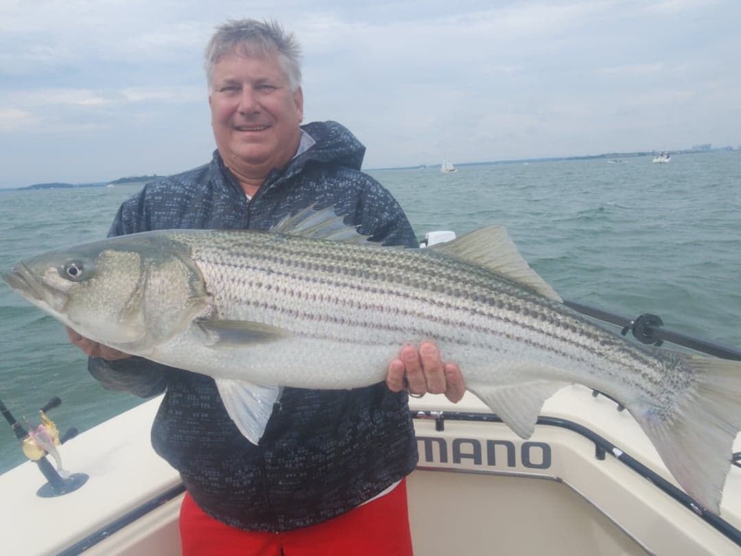 Striped Bass caught by Get Tight Sport Fishing Captain Brian Coombs, July 2025