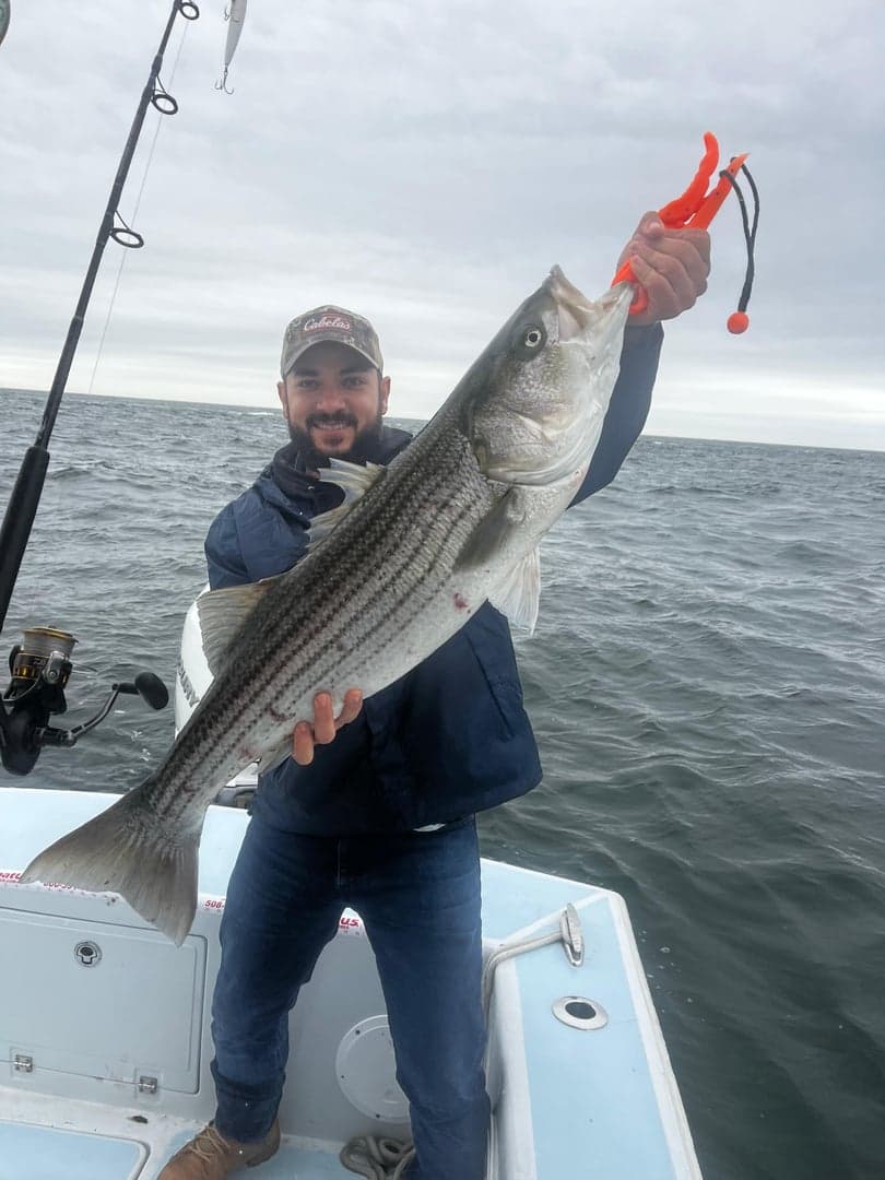 Striped Bass caught by Reel time fishing cape cod, July 2025