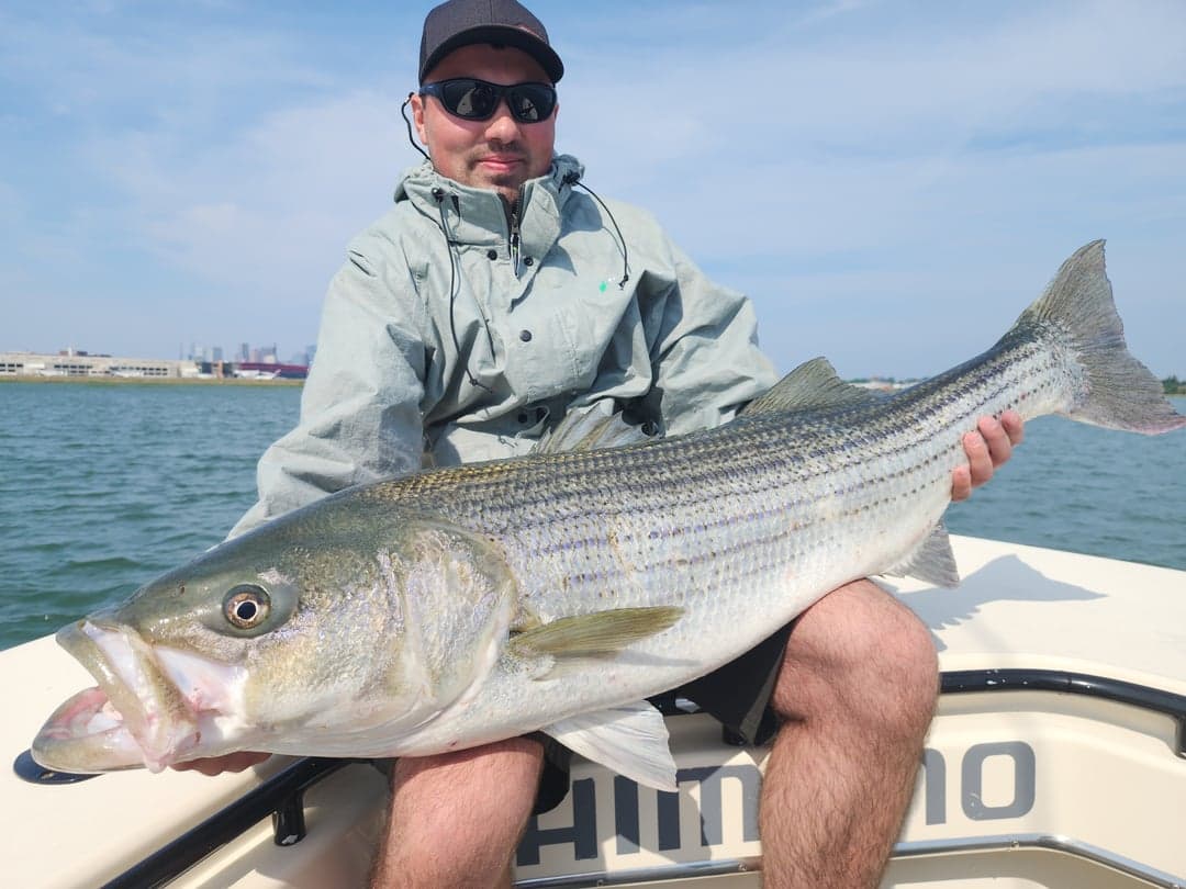 Striped Bass caught by Get Tight Sport Fishing Captain Brian Coombs, July 2025