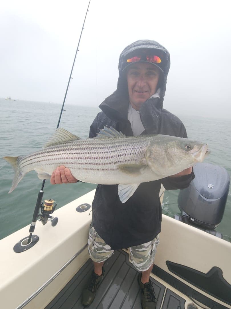 Striped Bass caught by Get Tight Sport Fishing Captain Brian Coombs, July 2025
