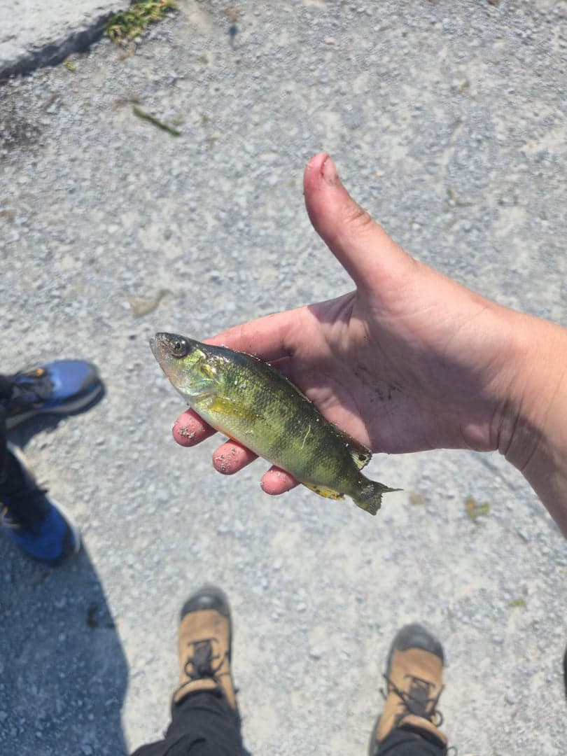 Yellow Perch caught by Nadia Gaspar, July 2025