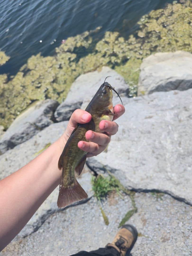 Brown Bullhead caught by Nadia Gaspar, July 2025