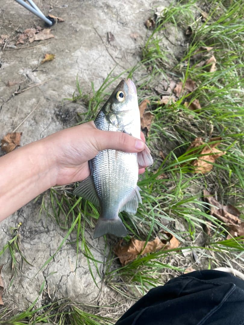 Whiterock Bass caught by Nadia Gaspar, September 2023