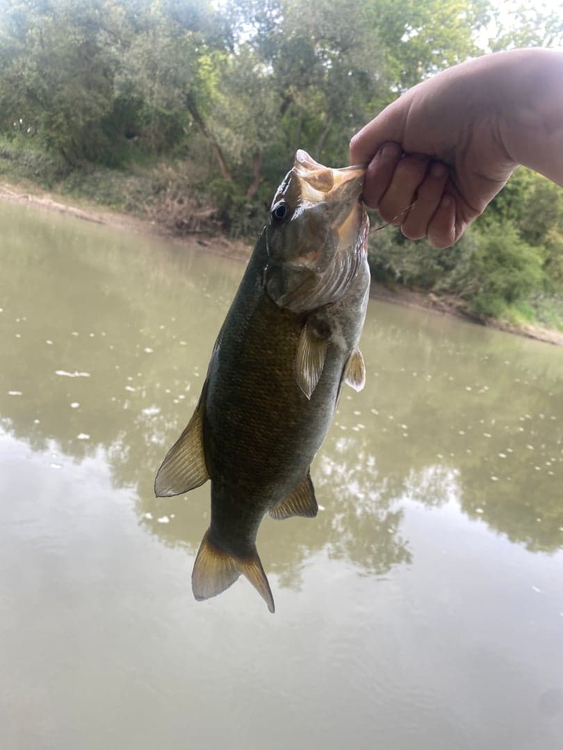 Smallmouth Bass caught by Nadia Gaspar, September 2023