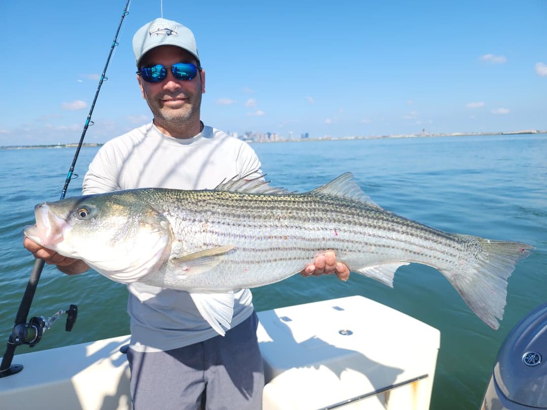 Striped Bass caught by Get Tight Sport Fishing Captain Brian Coombs, July 2025