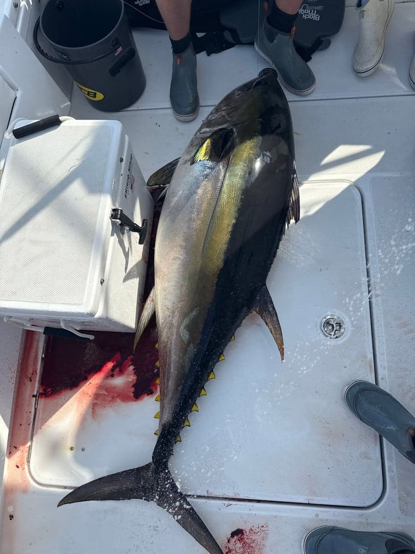 Atlantic Bigeye Tuna caught by Chris Blake, July 2025