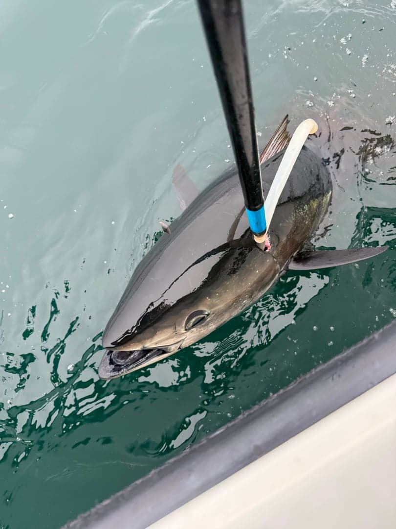 Atlantic Bluefin Tuna caught by Chris Blake, July 2025