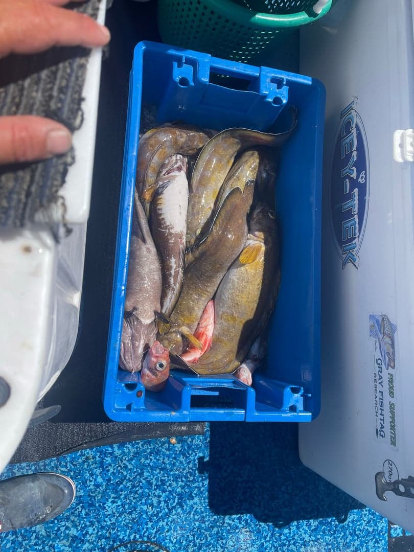 Cusk caught by Dave Marciano, July 2025