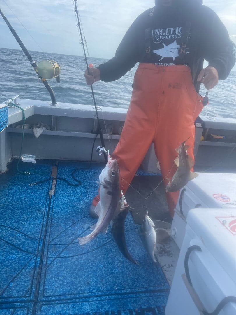Haddock caught by Dave Marciano, July 2025