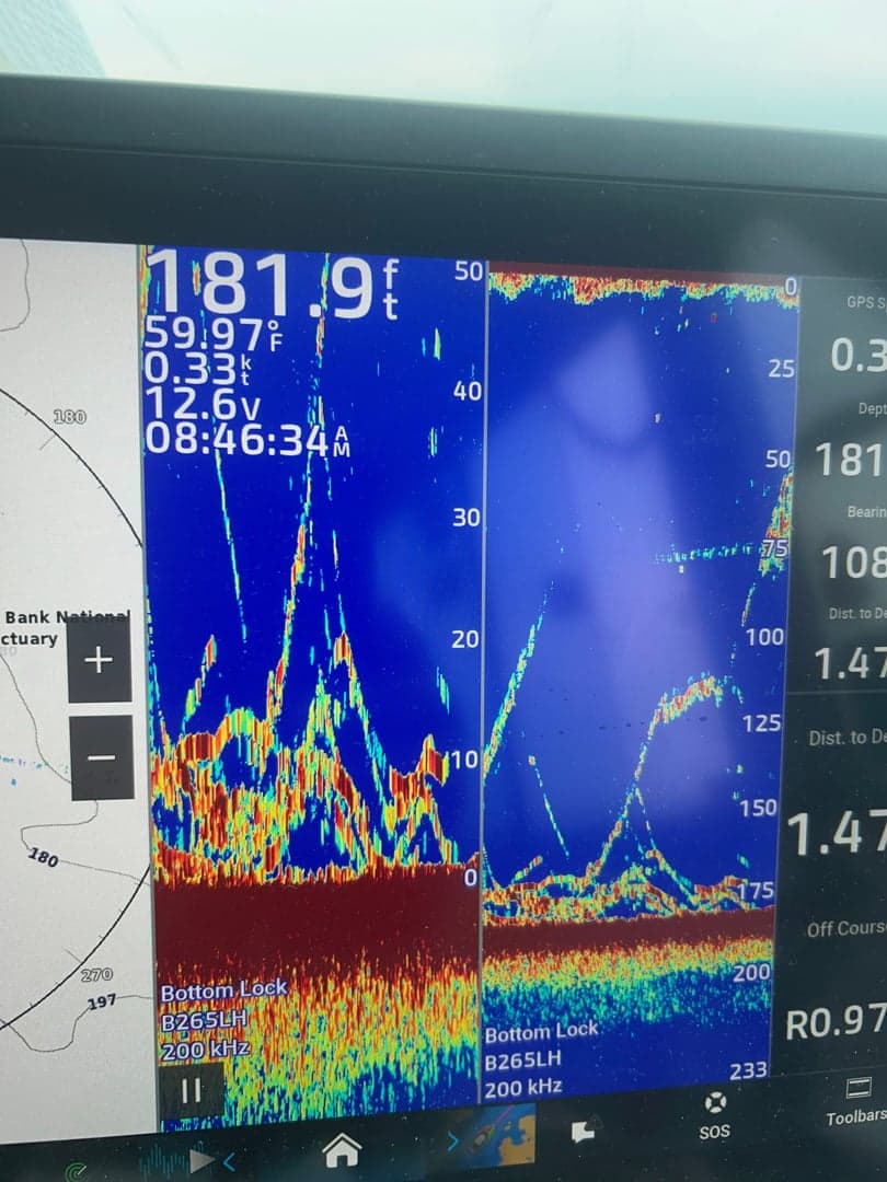 Haddock caught by Dave Marciano, July 2025