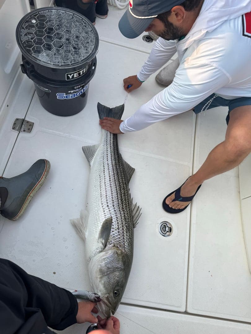 Striped Bass caught by Kristopher Meola, July 2025