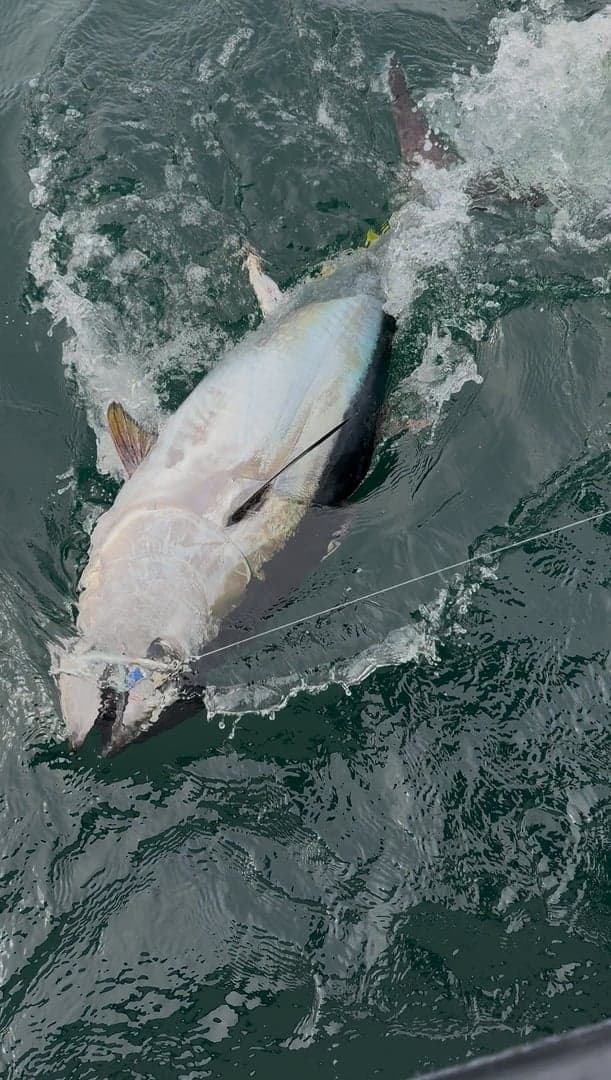Atlantic Bluefin Tuna caught by Chris Blake, July 2025