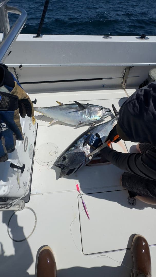 Atlantic Bluefin Tuna caught by Chris Blake, July 2025
