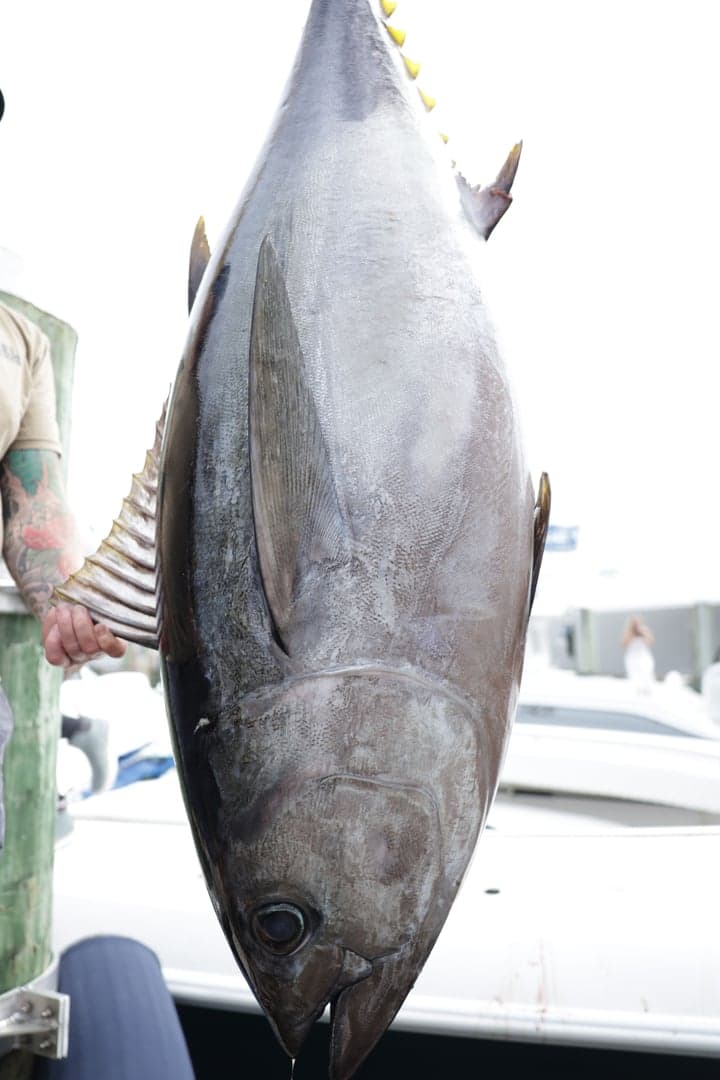 Atlantic Bigeye Tuna caught by Chris Blake, July 2025