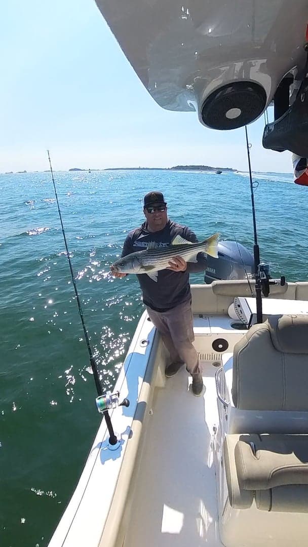 Striped Bass caught by Patrick Yanovitch, August 2025