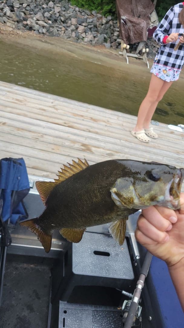 Smallmouth Bass caught by Luke Wylie, July 2025