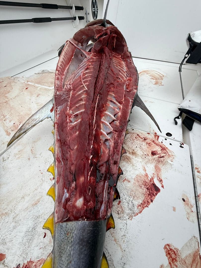 Atlantic Bluefin Tuna caught by Chris Blake, August 2025