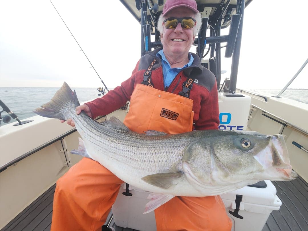 Striped Bass caught by Get Tight Sport Fishing Captain Brian Coombs, August 2025