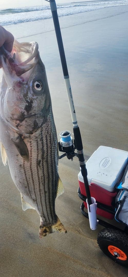 Striped Bass caught by Adam Walters, August 2025