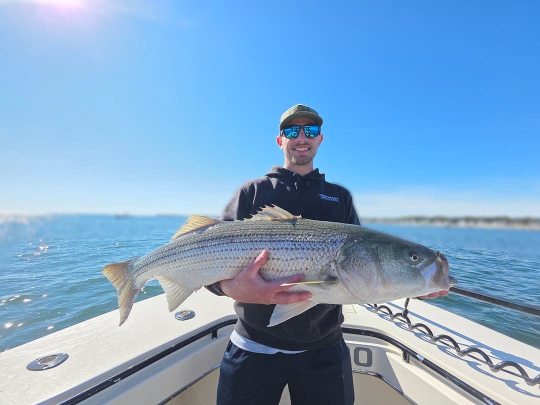 Striped Bass caught by Get Tight Sport Fishing Captain Brian Coombs, August 2025