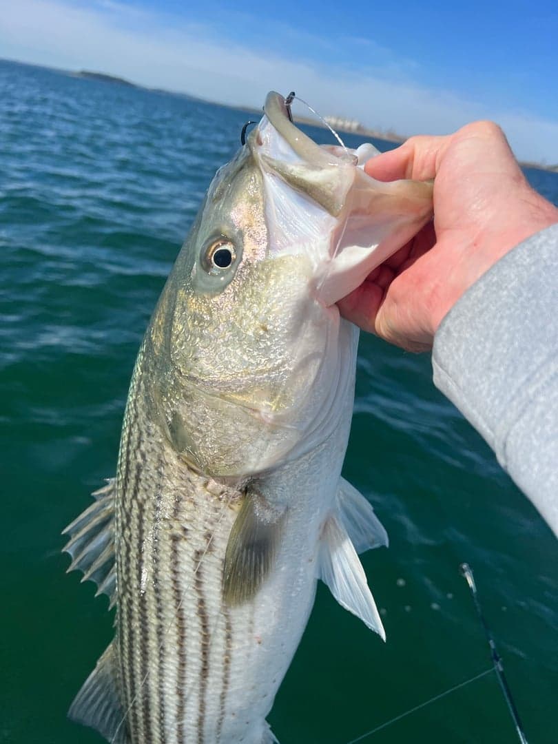 Striped Bass caught by Johnny Walker, August 2025