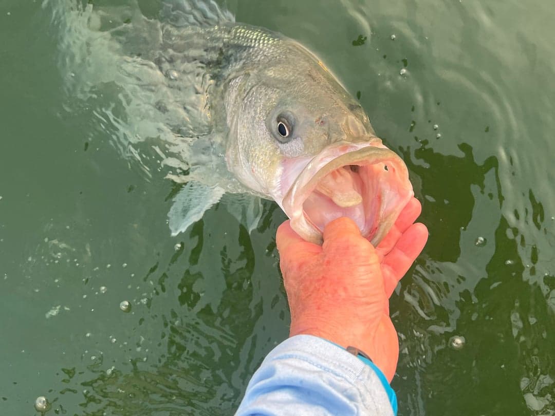 Striped Bass caught by Johnny Walker, August 2025