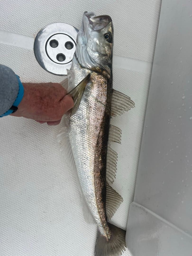 Whiting caught by Johnny Walker, July 2025