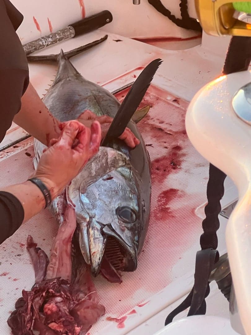Yellowfin Tuna caught by Johnny Walker, July 2025