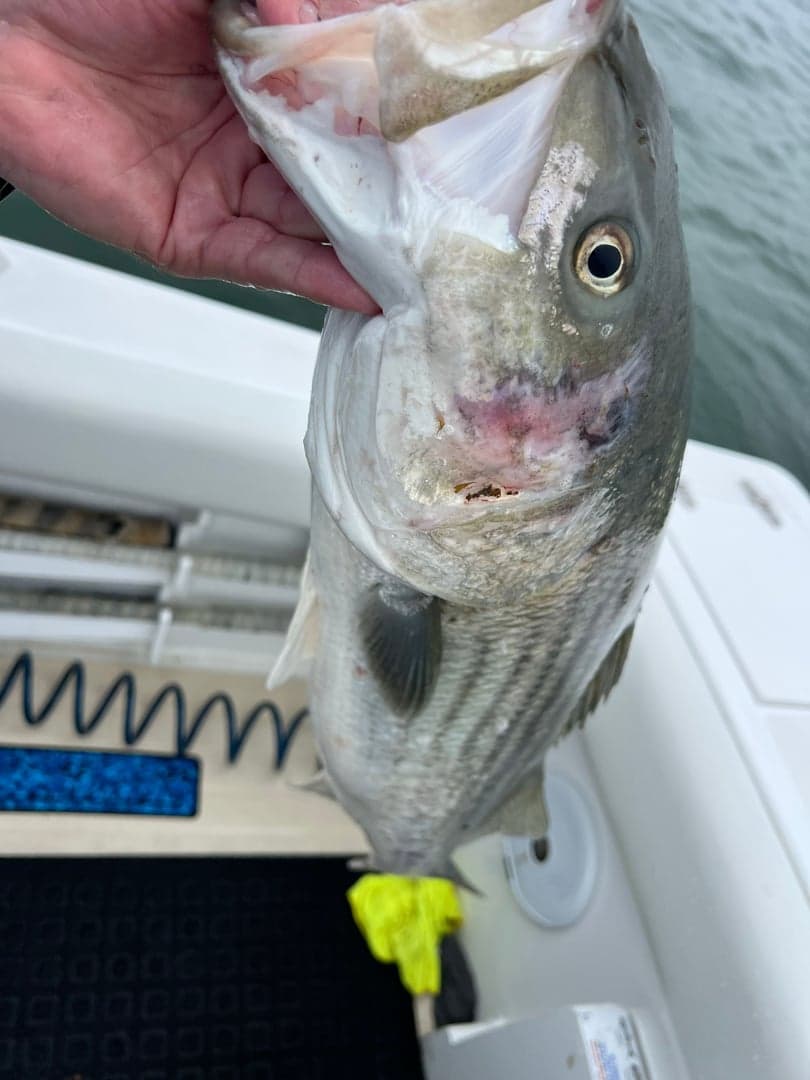 Striped Bass caught by Johnny Walker, July 2025