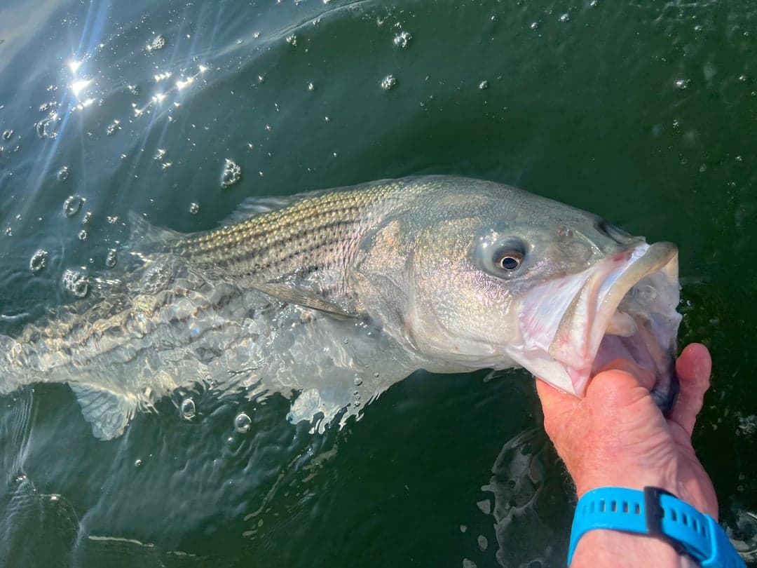 Striped Bass caught by Johnny Walker, June 2025