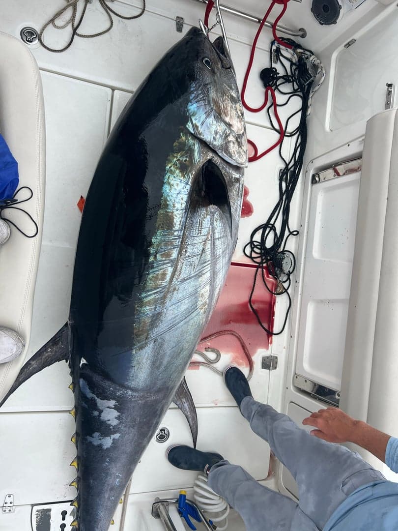 Atlantic Bluefin Tuna caught by Kristopher Meola, September 2025