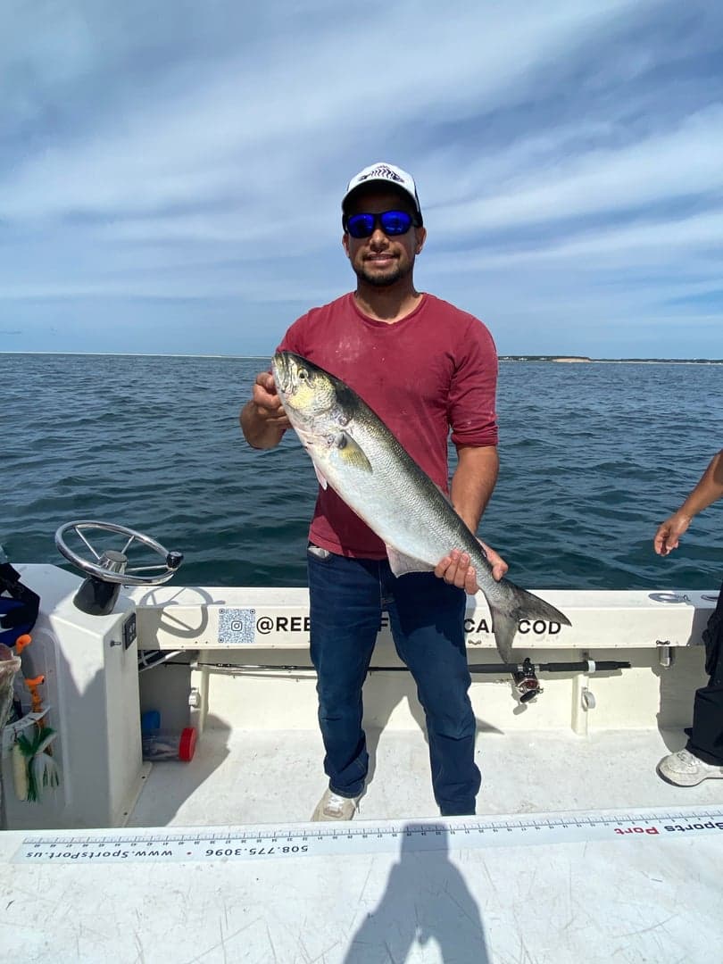 Bluefish caught by Reel time fishing cape cod, September 2025