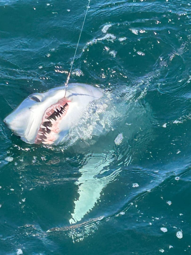 Mako Shark caught by Dave Marciano, August 2025