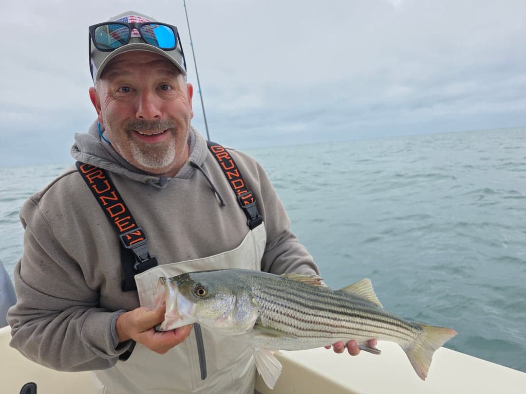 Striped Bass caught by Get Tight Sport Fishing Captain Brian Coombs, September 2025