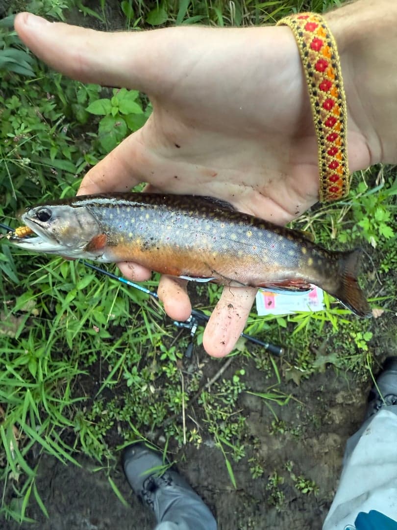 Brook Trout caught by Sam Baran, September 2025