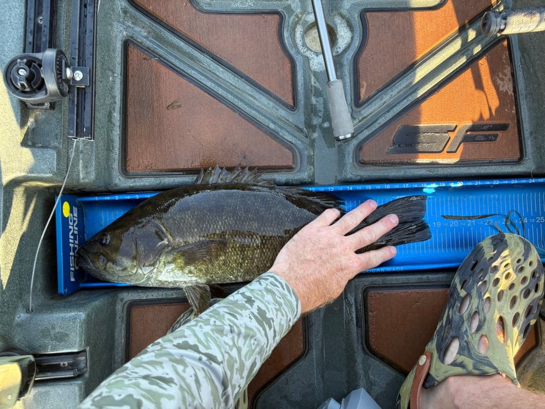 Smallmouth Bass caught by David Long, September 2025