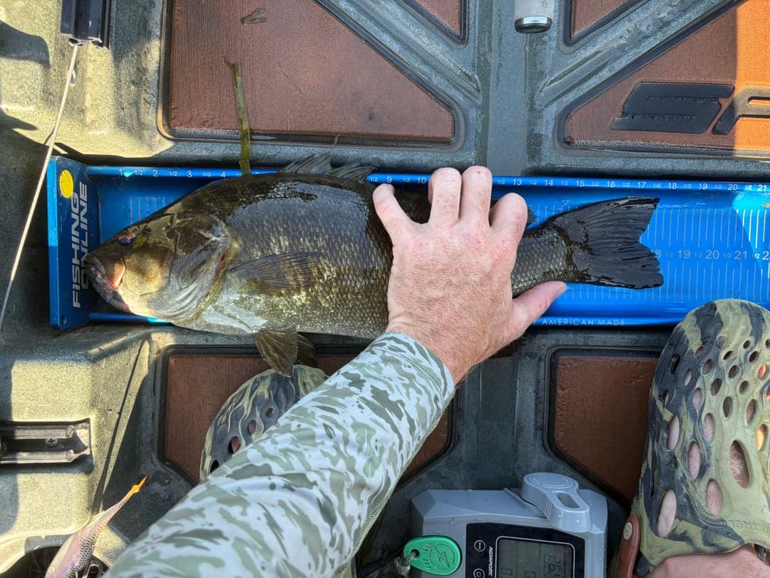Smallmouth Bass caught by David Long, September 2025