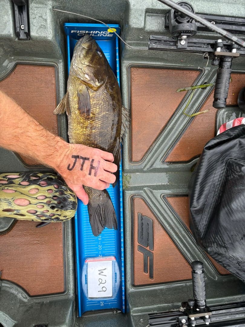 Smallmouth Bass caught by David Long, August 2025