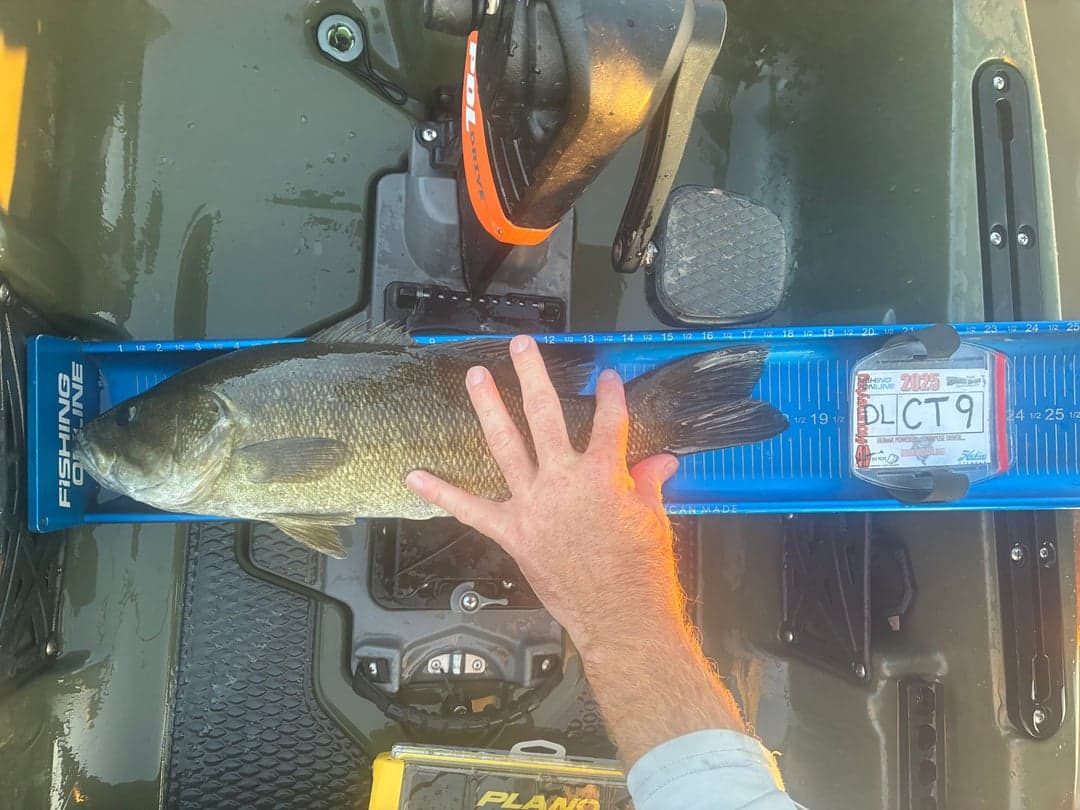 Smallmouth Bass caught by David Long, August 2025
