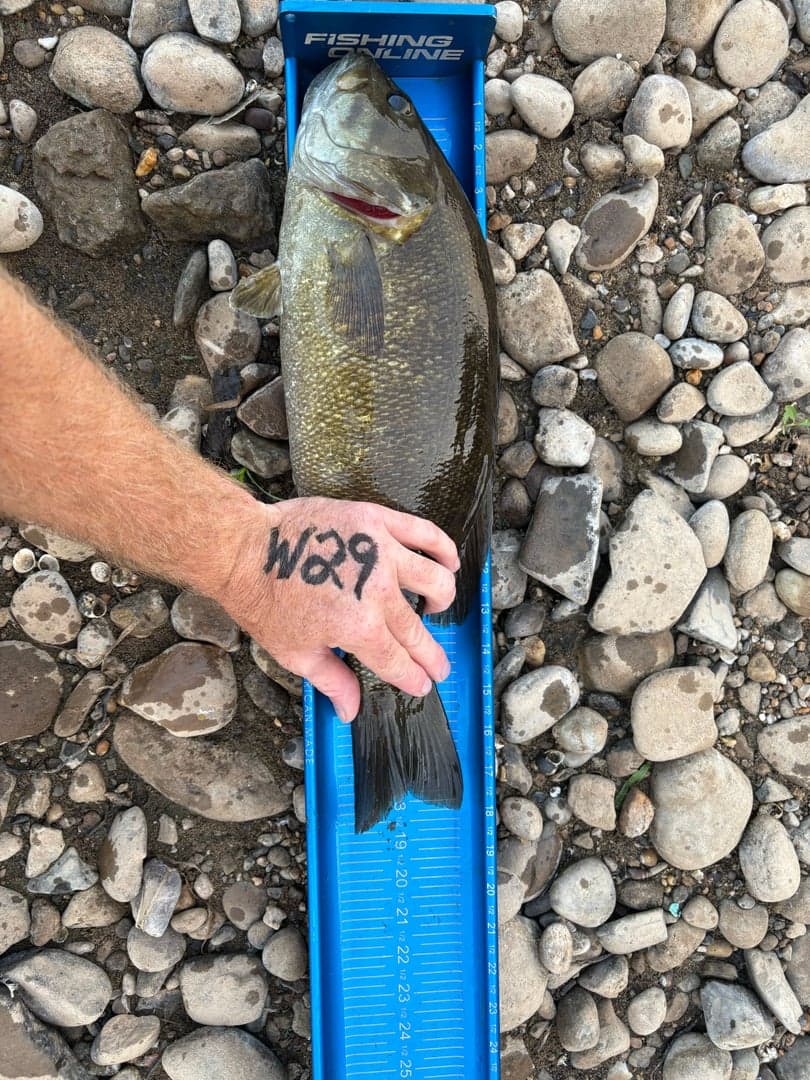 Smallmouth Bass caught by David Long, August 2025