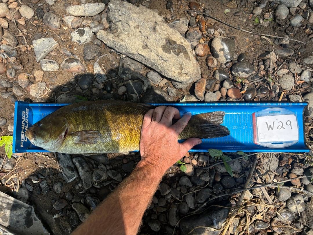 Smallmouth Bass caught by David Long, August 2025