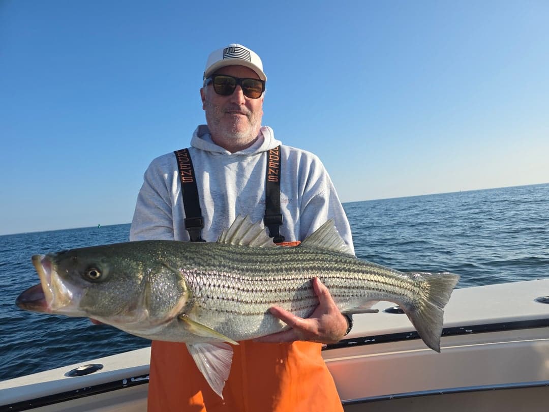 Striped Bass caught by Get Tight Sport Fishing Captain Brian Coombs, September 2025
