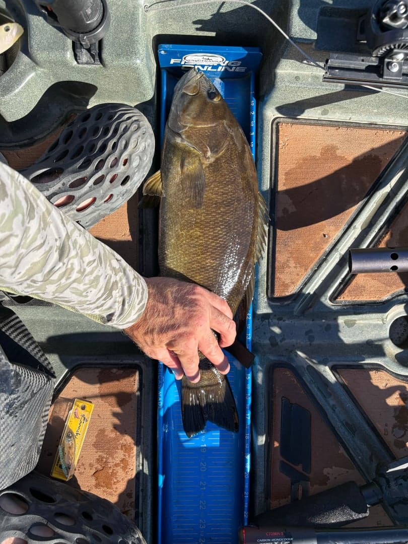 Smallmouth Bass caught by David Long, October 2025