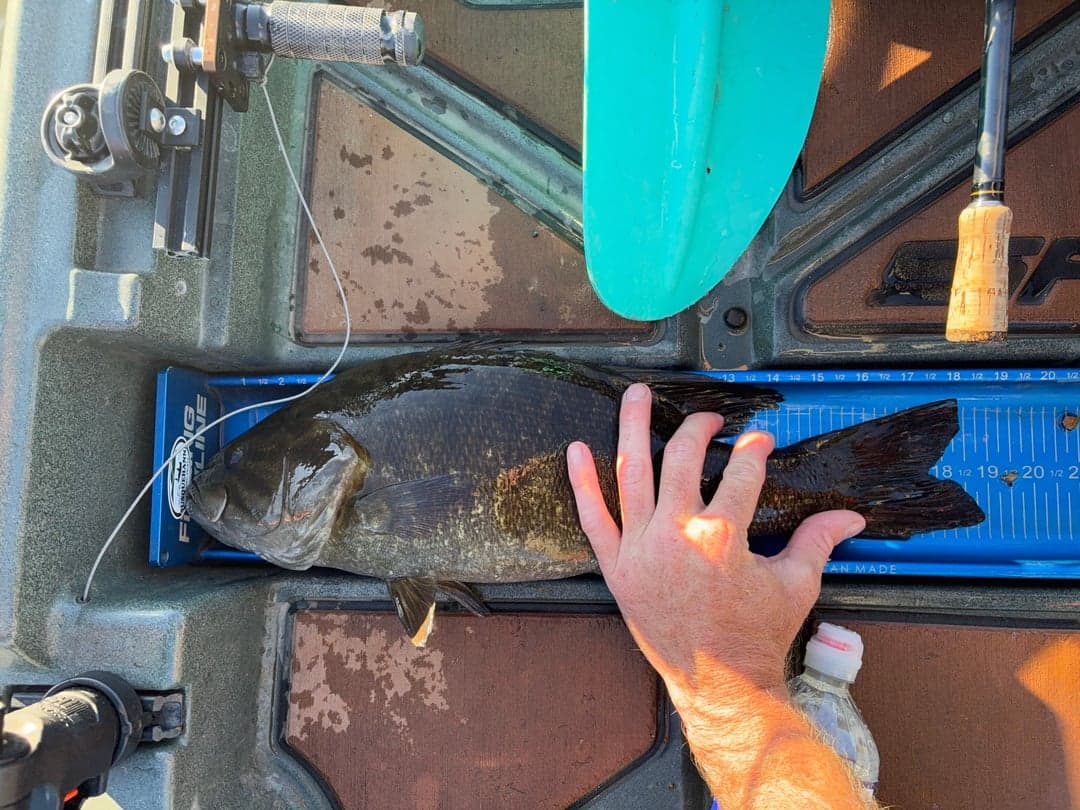 Smallmouth Bass caught by David Long, October 2025