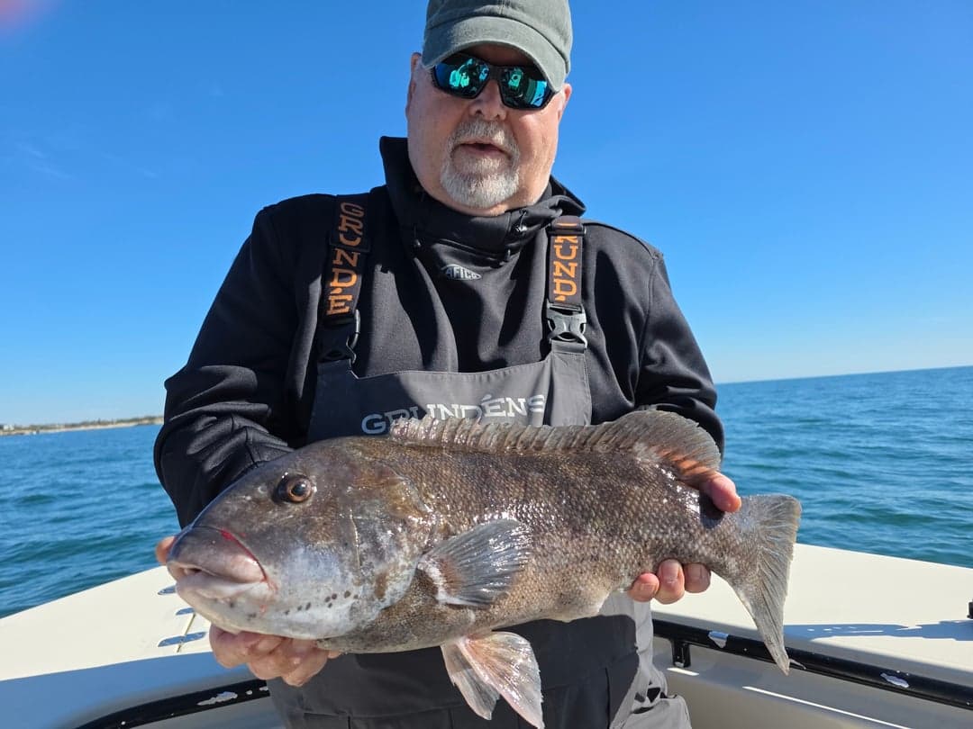 Tautog caught by Get Tight Sport Fishing Captain Brian Coombs, October 2025
